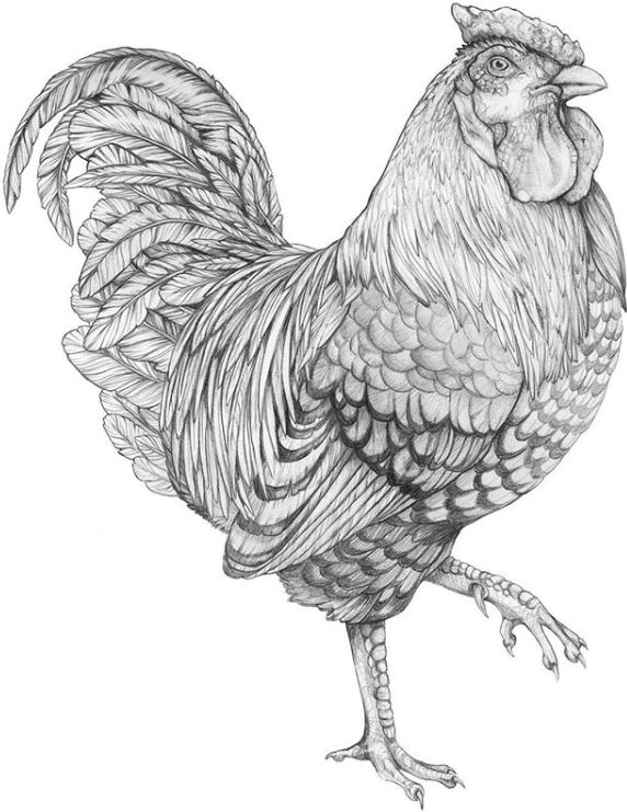 Rooster Image